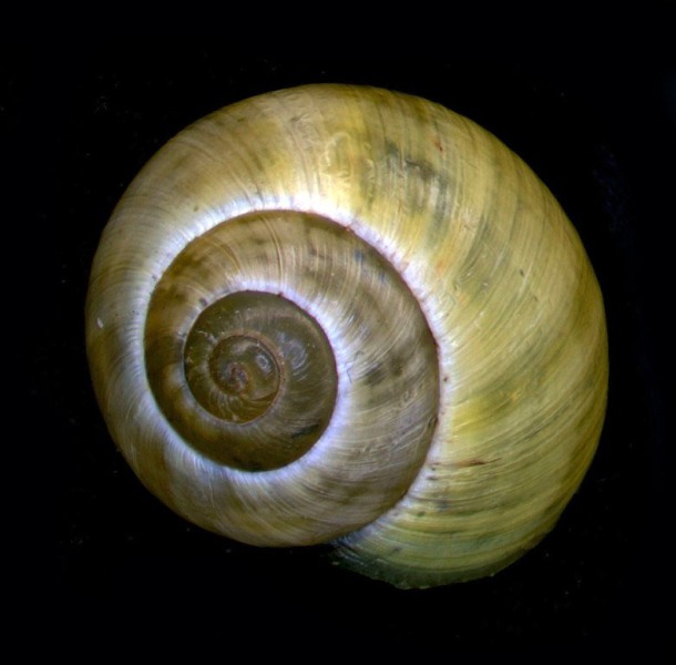 Cepaea nemoralis o alieno?